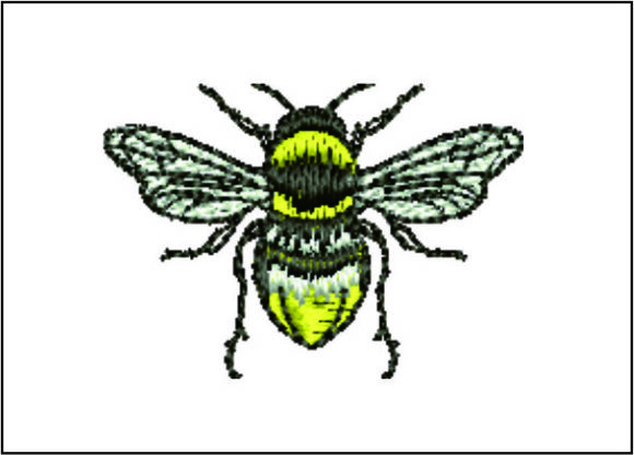 Bee Detailed
